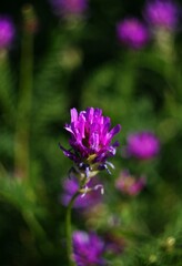Purple wildflower