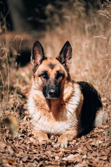 Beautiful portrait of a shepherd dog for a postcard or banner. Charming serious dog breed. German shepherd black and red color lies in the yellow autumn forest.