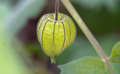 Kelchhülle der Kapstachelbeere
