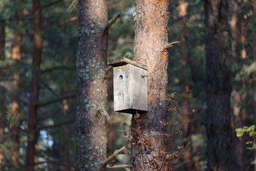 bird house on an oak tree