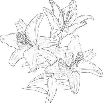 lily flower sketch with three blooms isolated on white