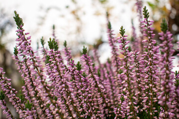 Beautiful vibrant purple / pink heather shrubs in the green cold autumn / fall garden