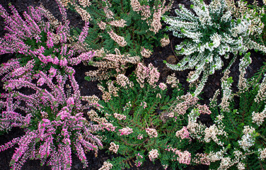 Beautiful vibrant purple, pink and white heather shrubs in the green cold autumn / fall garden