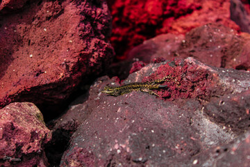 Naturaleza y vida animal 