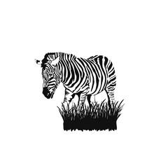 Graphical sketch Zebra stands in the grass isolated on white background, vector illustration