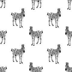 Fototapeta na wymiar Seamless pattern with zebra isolated on white background. Vector