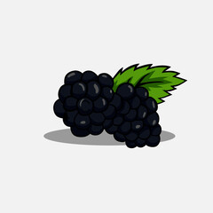 Vector illustration of blackberry. Fruit vector illustration.