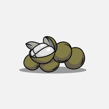 Vector illustration of lanseh totree. Fruit vector illustration.