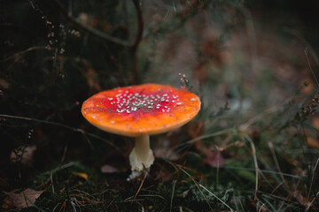 großer Fliegenpilz allein im Wald 02