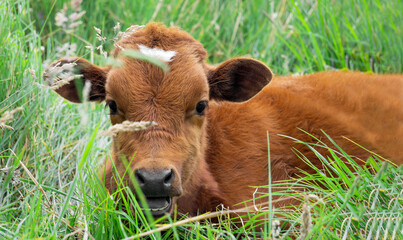 Cow calf on a spacious green meadow with copy space on a farm and organic and natural