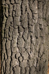 tree bark texture close up