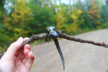 Salamander on a twig