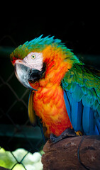 Harlequin Parrot for the tropical zones