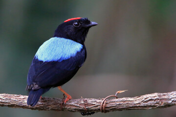 photo of a Blue-backed Manakin (Chiroxiphia pareola) perched on a branch