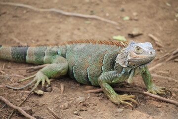Big iguana laying in the sun