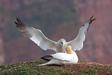 Northern gannet colony on the Helgeland. A colony of gannet nesting on the cliff. European wildlife.
