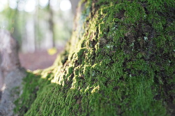 tree trunk close up