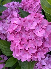 pink hydrangea flowers