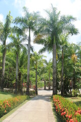 Obraz premium Palm trees in a garden