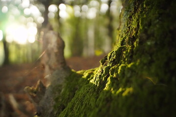 Fototapeta premium tree trunk close up
