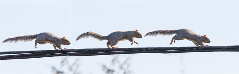  eastern gray squirrel (Sciurus carolinensis) running on electric wire