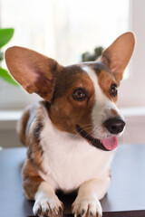 Beautiful and smart dog, Corgi