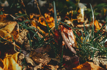 Fall Season in Maryland 2020