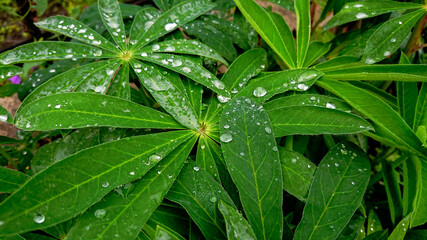 Water drops after rain on the leaves of lupine (also known as Lupinus polyphyllus or garden lupine)
