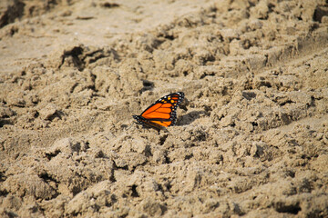Monarch butterfly in the sand at Sauble beach