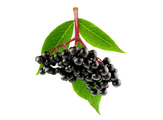 Elderberry or Elder (Sambucus) with Leaves. Isolated on White.