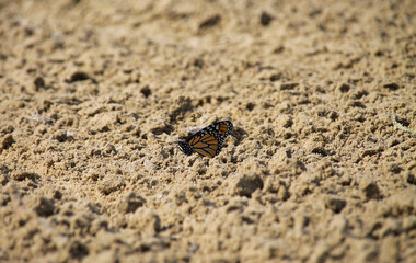 Monarch butterfly in the sand at Sauble Beach