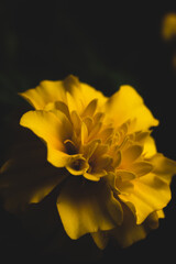 Yellow Cempasuchil flower, macro close up photo