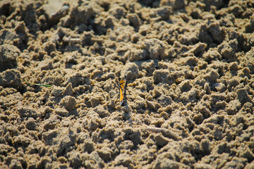 Monarch butterfly in the sand at Sauble Beach