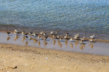 Sandpipers on the beach