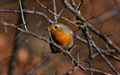 Als einer unserer häufigsten Singvögel ist das Rotkehlchen als absoluter Sympathieträger prädestiniert für den Titel „Vogel des Jahres“. sitz auf einem Ast. Rotkehlchen,	
