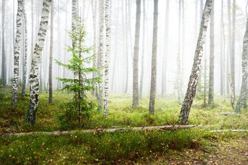 Dark atmospheric landscape of the evergreen forest in a fog at sunrise. Pine, spruce, maple, birch...