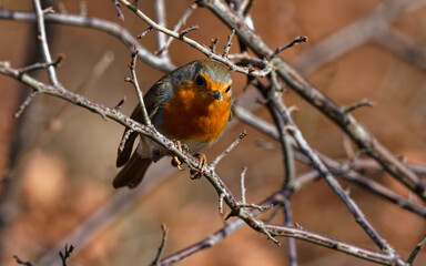 Als einer unserer häufigsten Singvögel ist das Rotkehlchen als absoluter Sympathieträger prädestiniert für den Titel „Vogel des Jahres“. sitz auf einem Ast. Rotkehlchen,	
