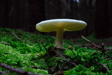 Close-up of a wild mushroom Destroying angel growing under the sunlight in the woods, scientific...