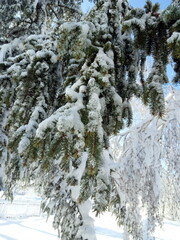 snow covered trees