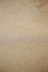 Fototapeta na wymiar bird prints in the sand
