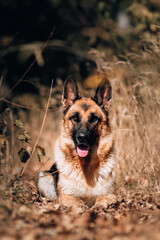 Homely cute dog on a walk in the Park. German shepherd black and red color lies in the yellow autumn forest and smiles. Beautiful portrait of a shepherd dog for a postcard or banner.