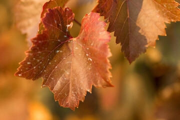 Autumn grapes with red leaves, the vine at sunset is reddish yellow