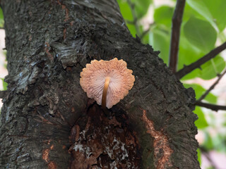 mushroom on a tree
