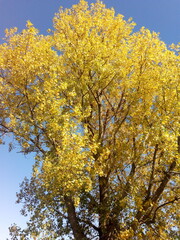 yellow autumn leaves