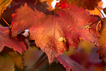 Autumn grapes with red leaves, the vine at sunset is reddish yellow