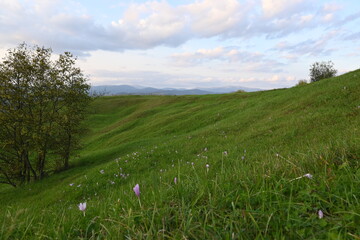 Flowering meadows on the slopes of the Carpathians - 391626687