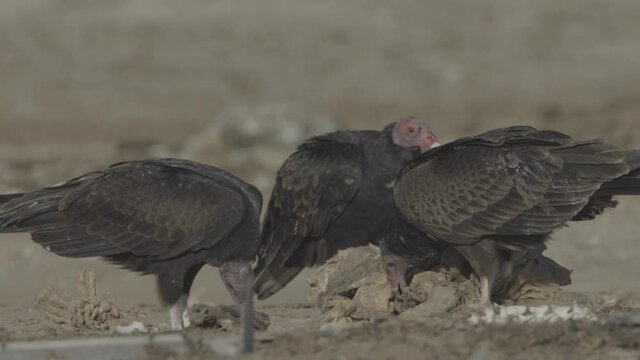 turkey and black vultures
