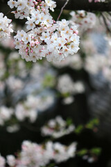 Spring scenery in Japan with cherry blossoms in full bloom