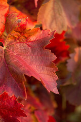 Autumn grapes with red leaves, the vine at sunset is reddish yellow