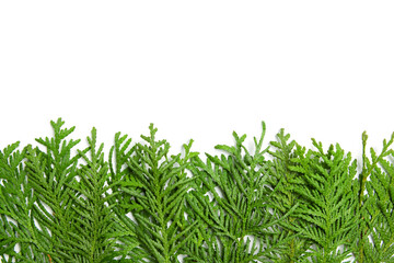 Green branches of thuja on a white isolated background. Copy space. Frame of evergreen sprigs of thuja.